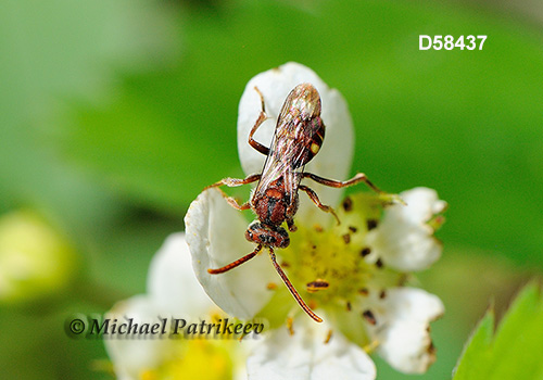 Spotted Nomad Bee (Nomada maculata)